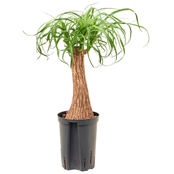 Nolina Beaucarnea recurvata 1BERERS15