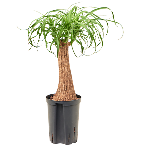 Nolina Beaucarnea recurvata 1BERERS15