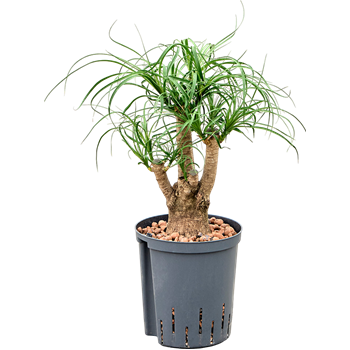 Nolina Beaucarnea recurvata 1BEREVT81