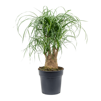 Nolina Beaucarnea recurvata 4BEREV224