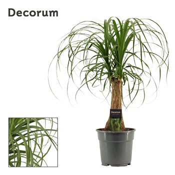 Nolina Beaucarnea recurvata F00000544
