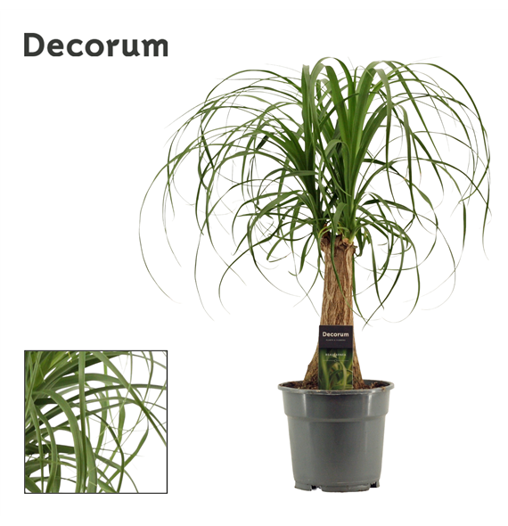 Nolina Beaucarnea recurvata F00000544