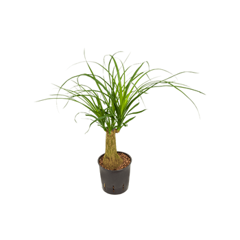 Nolina Beaucarnea recurvata 2BERERS30