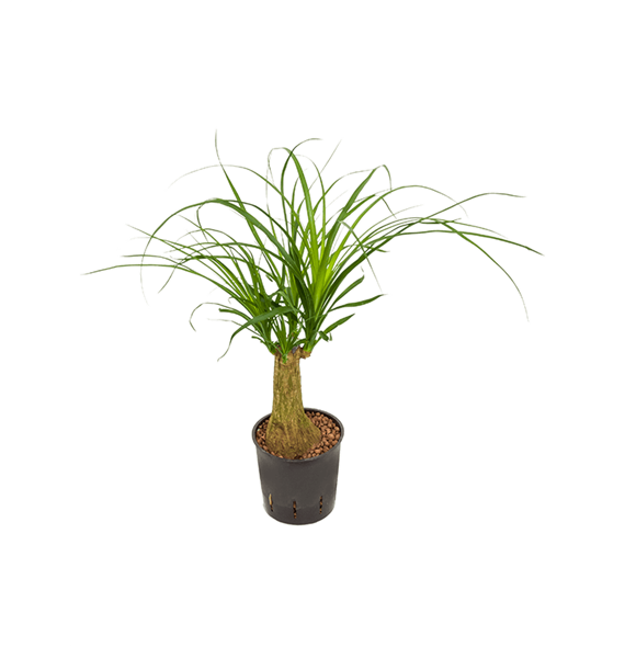 Nolina Beaucarnea recurvata 2BERERS30