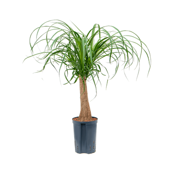 Nolina Beaucarnea recurvata 1BERERS10