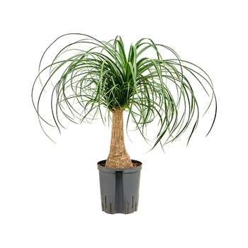 Nolina Beaucarnea recurvata 1BERERS16
