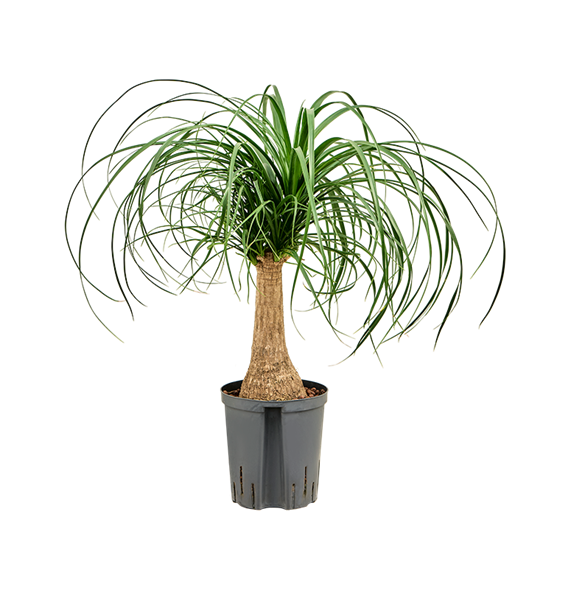 Nolina Beaucarnea recurvata 1BERERS16
