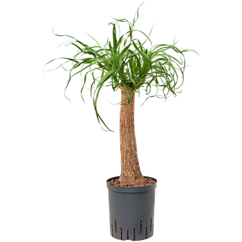 Nolina Beaucarnea recurvata 1BERERS18