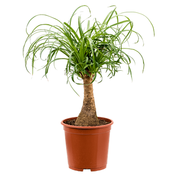 Nolina Beaucarnea recurvata 4BERERS20