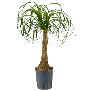 Nolina Beaucarnea recurvata 1BERERS20