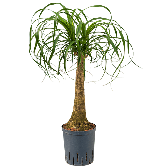 Nolina Beaucarnea recurvata 1BERERS20