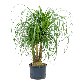 Nolina Beaucarnea recurvata 1BEREVT83