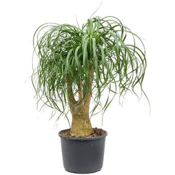 Nolina Beaucarnea recurvata 4BEREV231