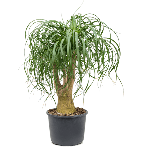 Nolina Beaucarnea recurvata 4BEREV231
