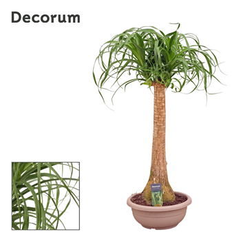 Nolina Beaucarnea recurvata F00000549