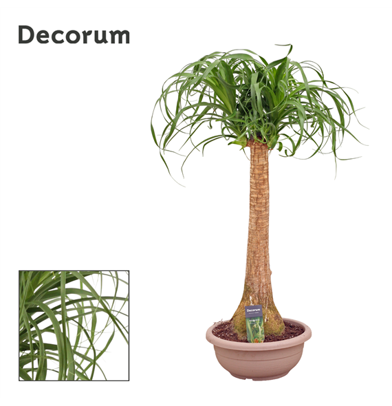 Nolina Beaucarnea recurvata F00000549