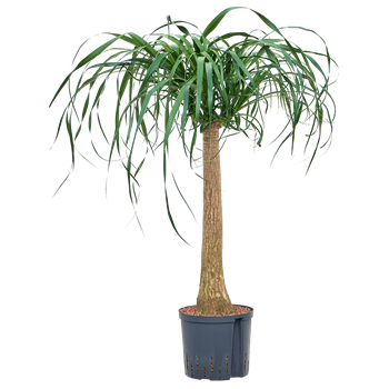Nolina Beaucarnea recurvata 1BERERS22