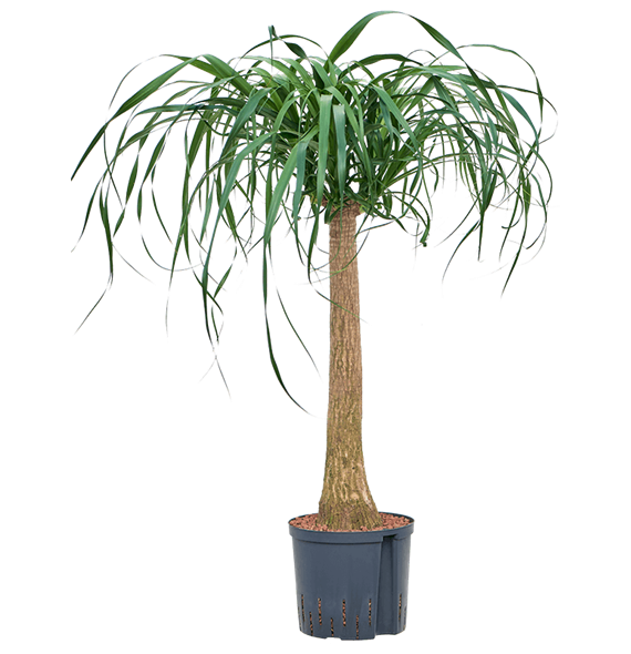 Nolina Beaucarnea recurvata 1BERERS22