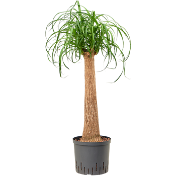 Nolina Beaucarnea recurvata 1BERERS23