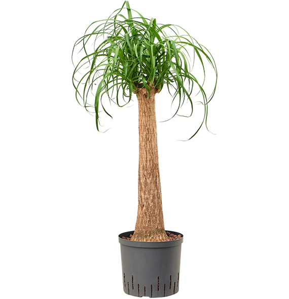 Nolina Beaucarnea recurvata 1BERERS23