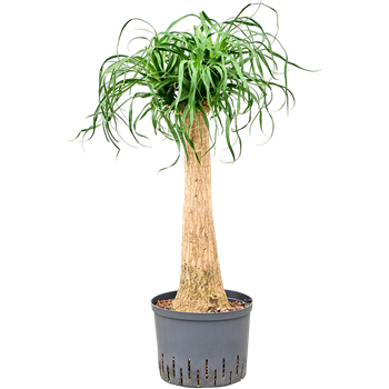 Nolina Beaucarnea recurvata 1BERERS24