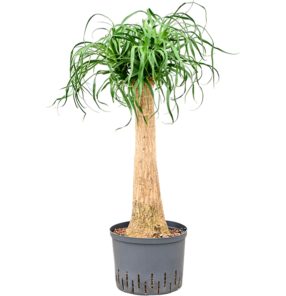 Nolina Beaucarnea recurvata 1BERERS24