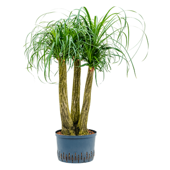 Nolina Beaucarnea recurvata 1BEREVT85