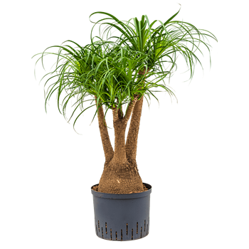 Nolina Beaucarnea recurvata 1BEREVT84