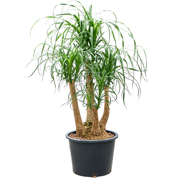 Nolina Beaucarnea recurvata 1BEREVT88