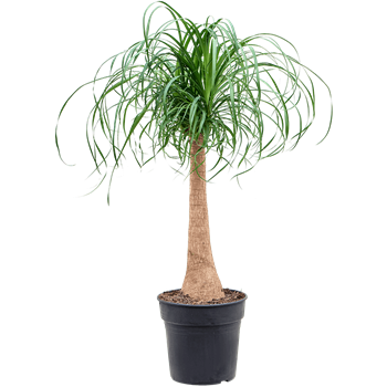 Nolina Beaucarnea recurvata 4BERERS27