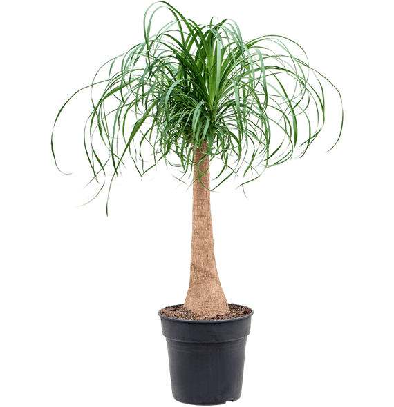 Nolina Beaucarnea recurvata 4BERERS27
