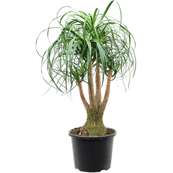 Nolina Beaucarnea recurvata 4BEREV111