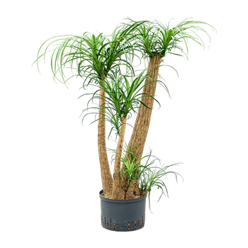 Nolina Beaucarnea recurvata 1BEREVT86