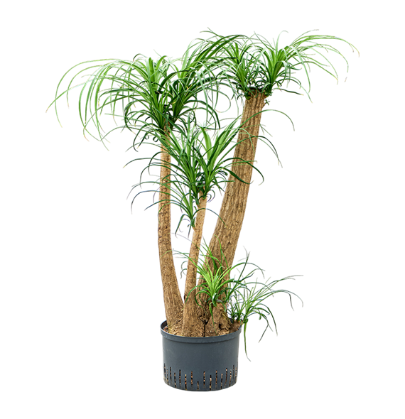 Nolina Beaucarnea recurvata 1BEREVT86