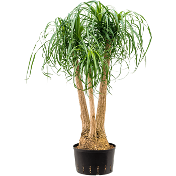 Nolina Beaucarnea recurvata 1BEREVT87