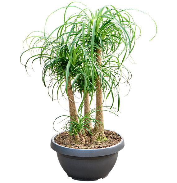 Nolina Beaucarnea recurvata 4BEREV597