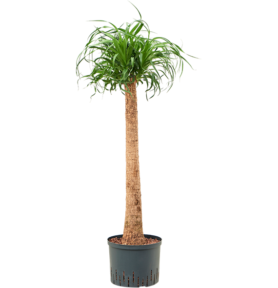 Nolina Beaucarnea recurvata 1BERERS26