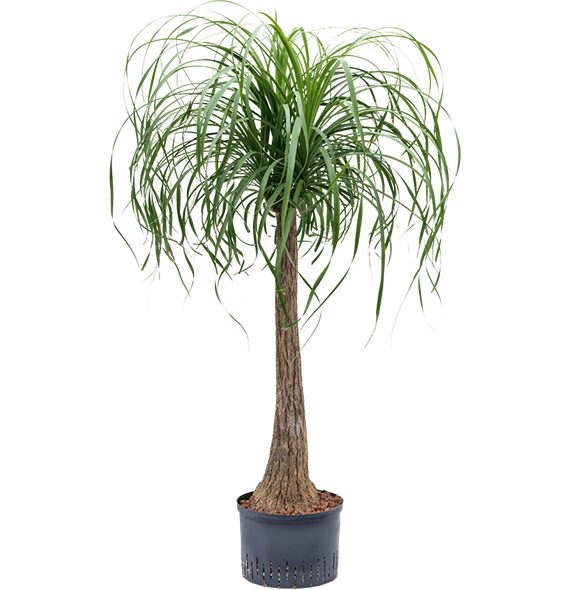 Nolina Beaucarnea recurvata 1BERERS30