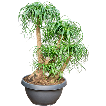 Nolina Beaucarnea recurvata 4BEREV599