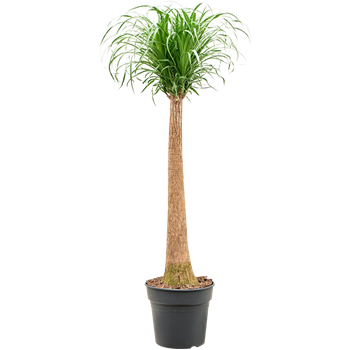 Nolina Beaucarnea recurvata 4BERERS13