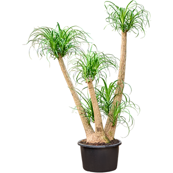 Nolina Beaucarnea recurvata 4BEREV507