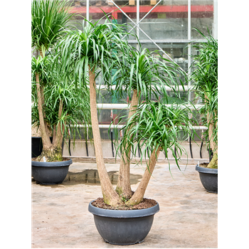 Nolina Beaucarnea recurvata 4BEREV500