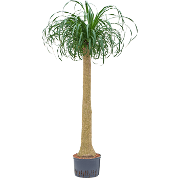 Nolina Beaucarnea recurvata 1BERERS45