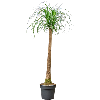 Nolina Beaucarnea recurvata 4BERERS99