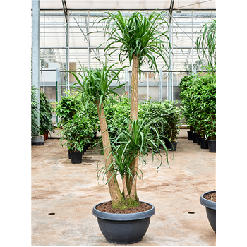 Nolina Beaucarnea recurvata 4BEREV540
