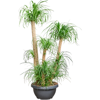 Nolina Beaucarnea recurvata 4BEREV560