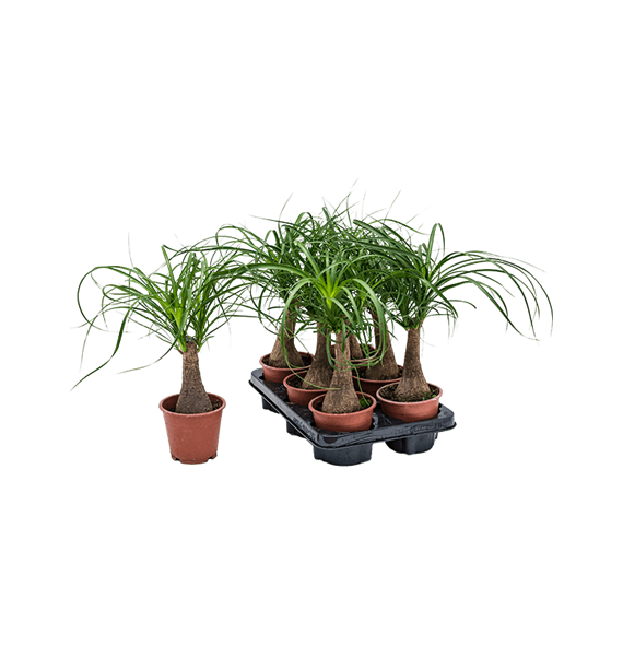 Nolina Beaucarnea recurvata 6/tray 4BERERS01
