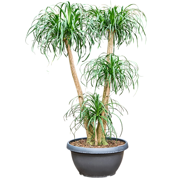 Nolina Beaucarnea recurvata 4BEREV605
