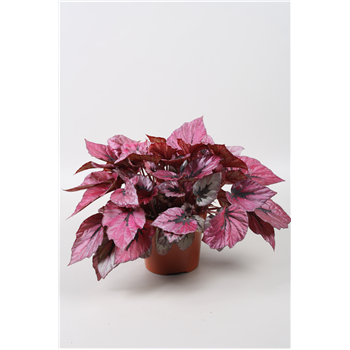 Begonija 'Beleaf Indian Summer' F00001152