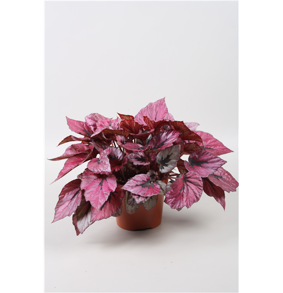 Begonija 'Beleaf Indian Summer' F00001152